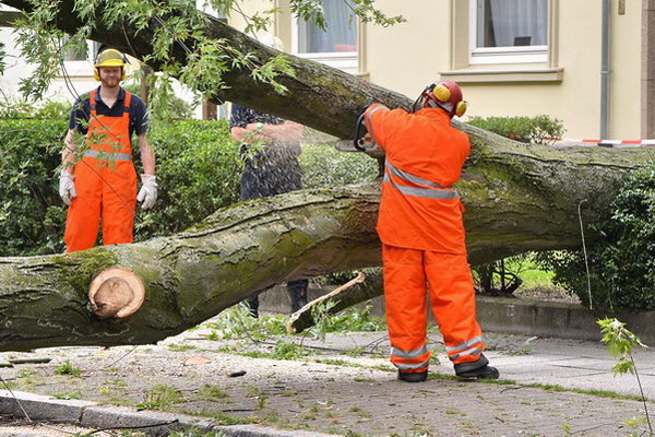 Feuerwehr_Baum   027.jpg